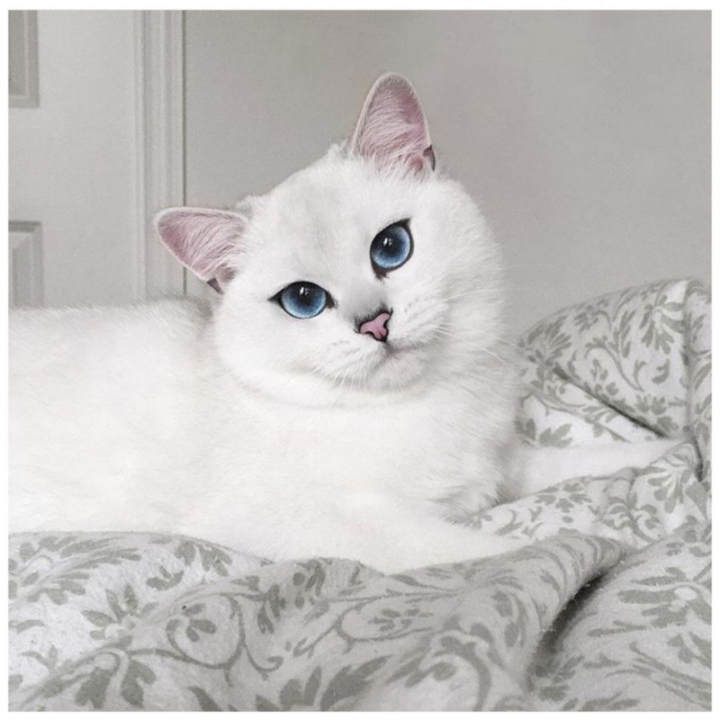 Персидская шиншилла