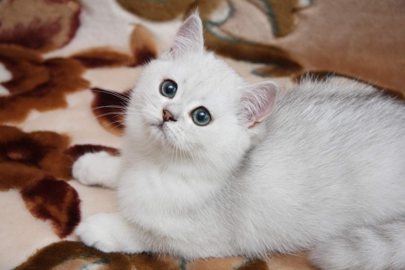 Британская короткошёрстная шиншилла