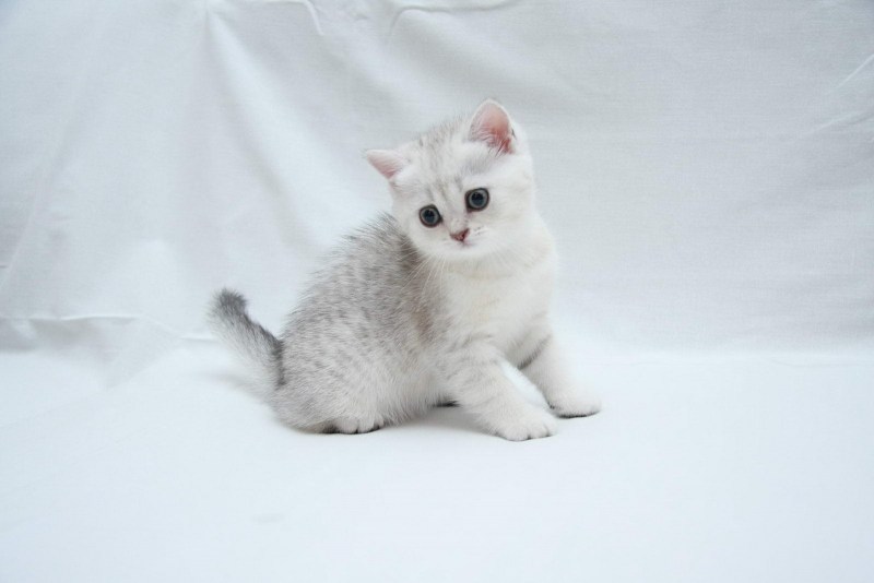 Кошка шиншилла серебристая затушеванная