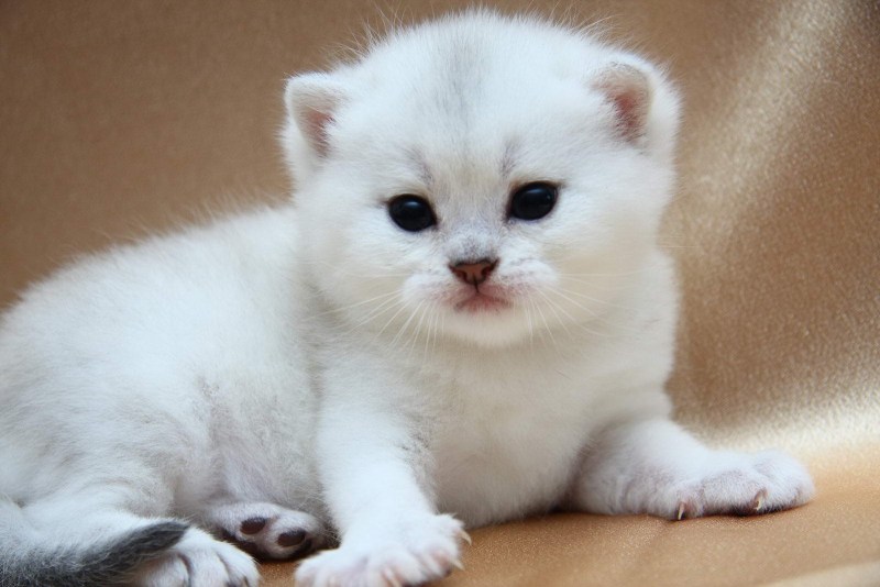 Британская короткошёрстная шиншилла