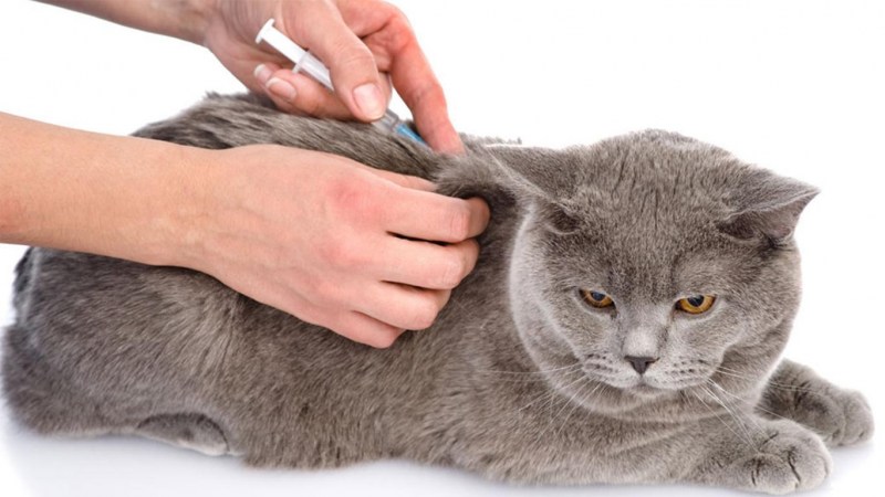 Прививка коту