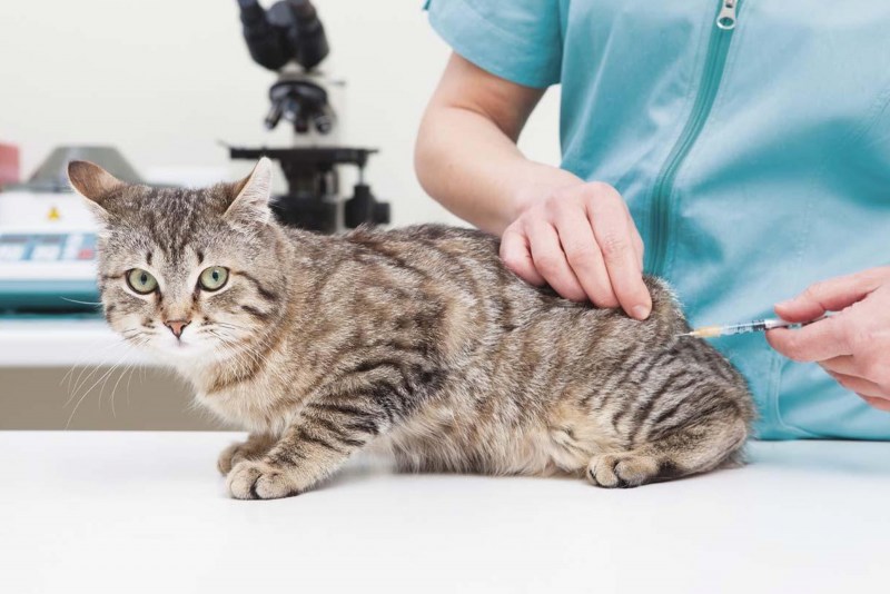 Вакцинация котят