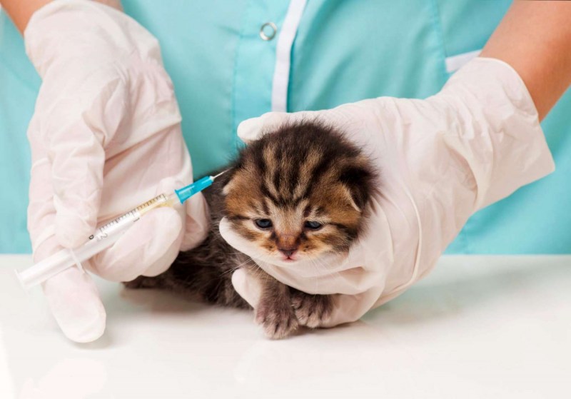 Вакцинация кошек