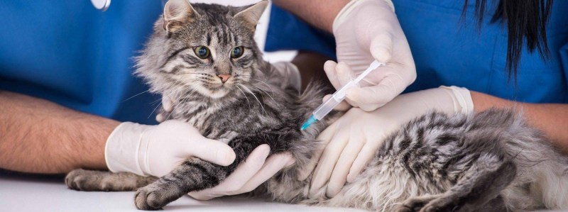 Вакцинация кота