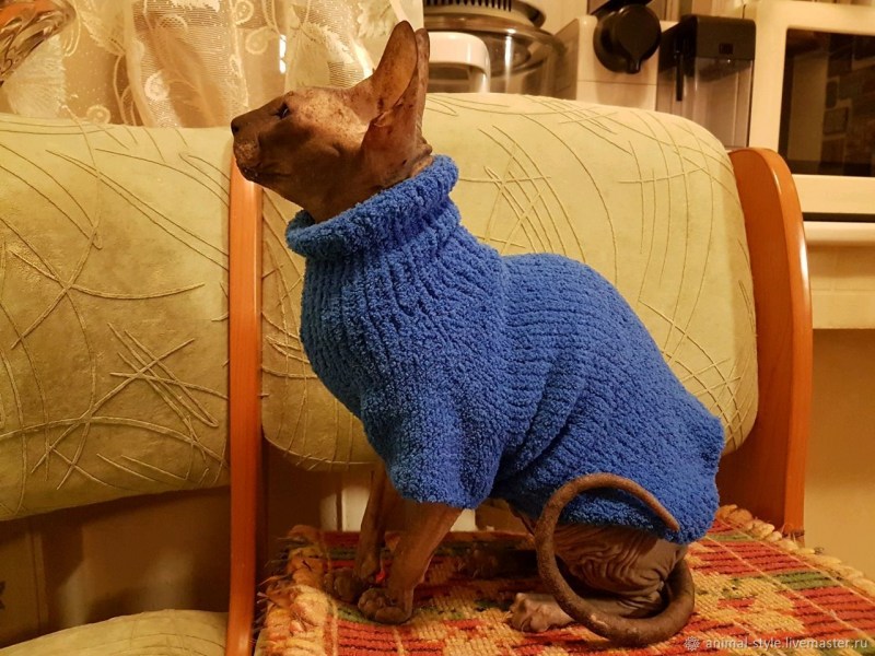 Кот в свитере