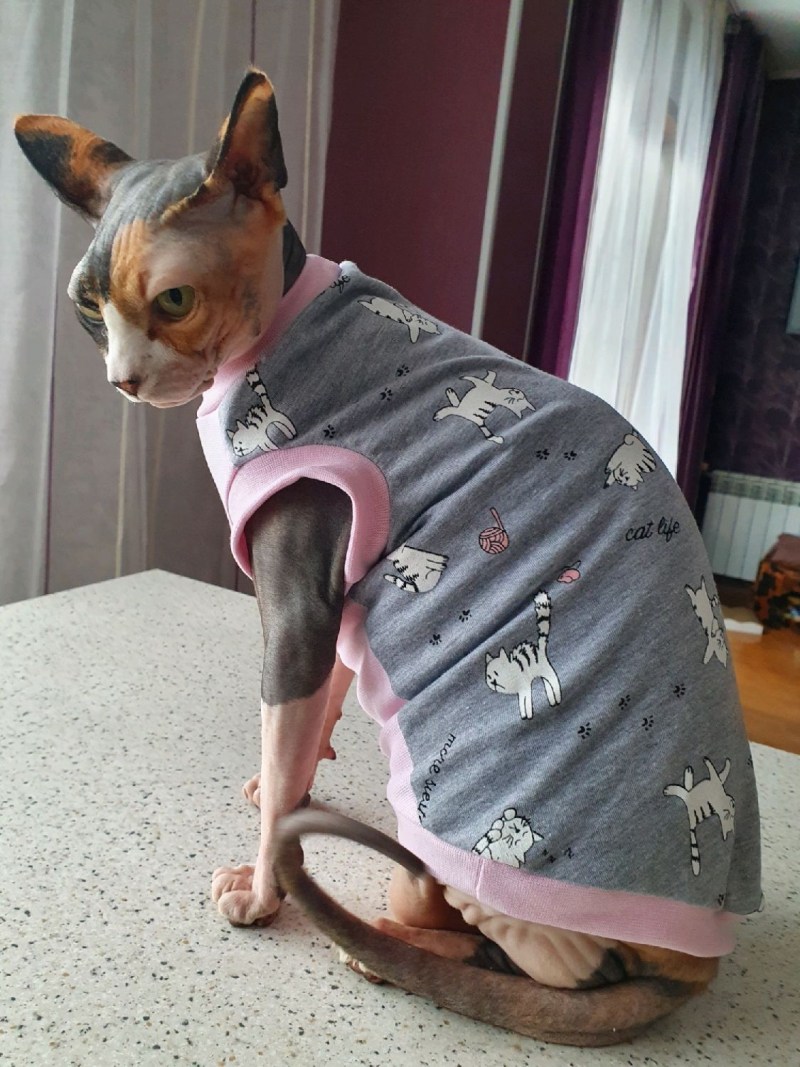 Котята в одежде