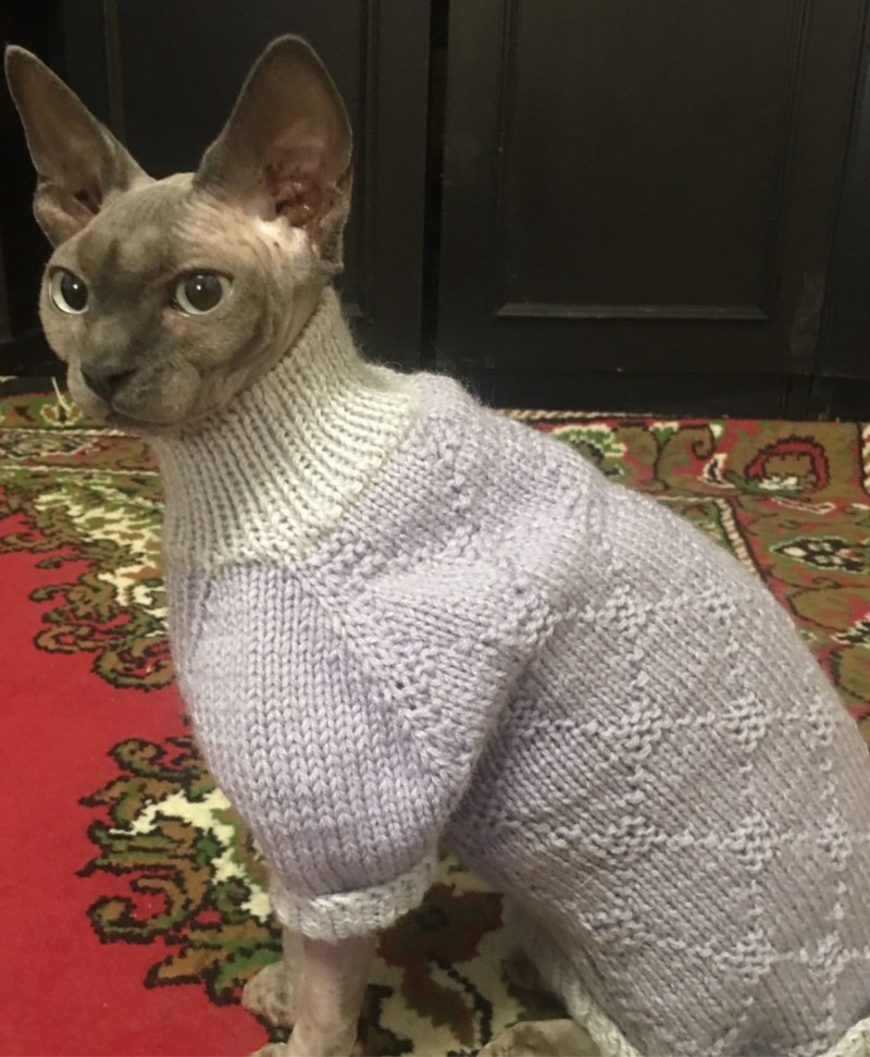 Сфинкс в свитере