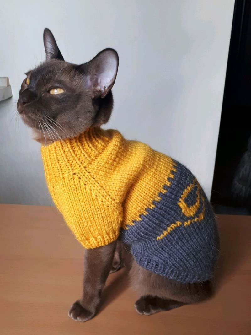 Самодельная одежда для кошек
