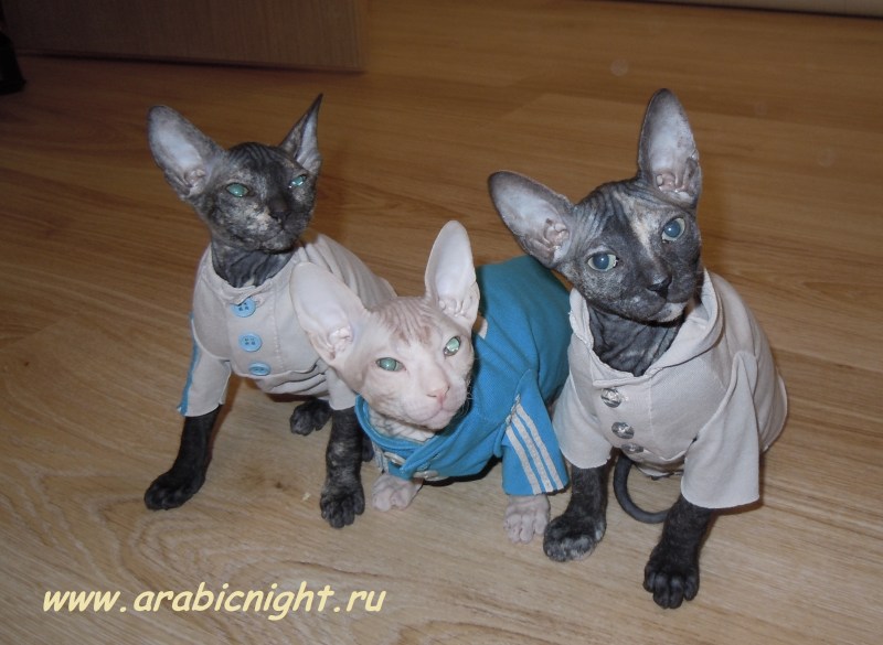 Одежда для канадского сфинкса котенка