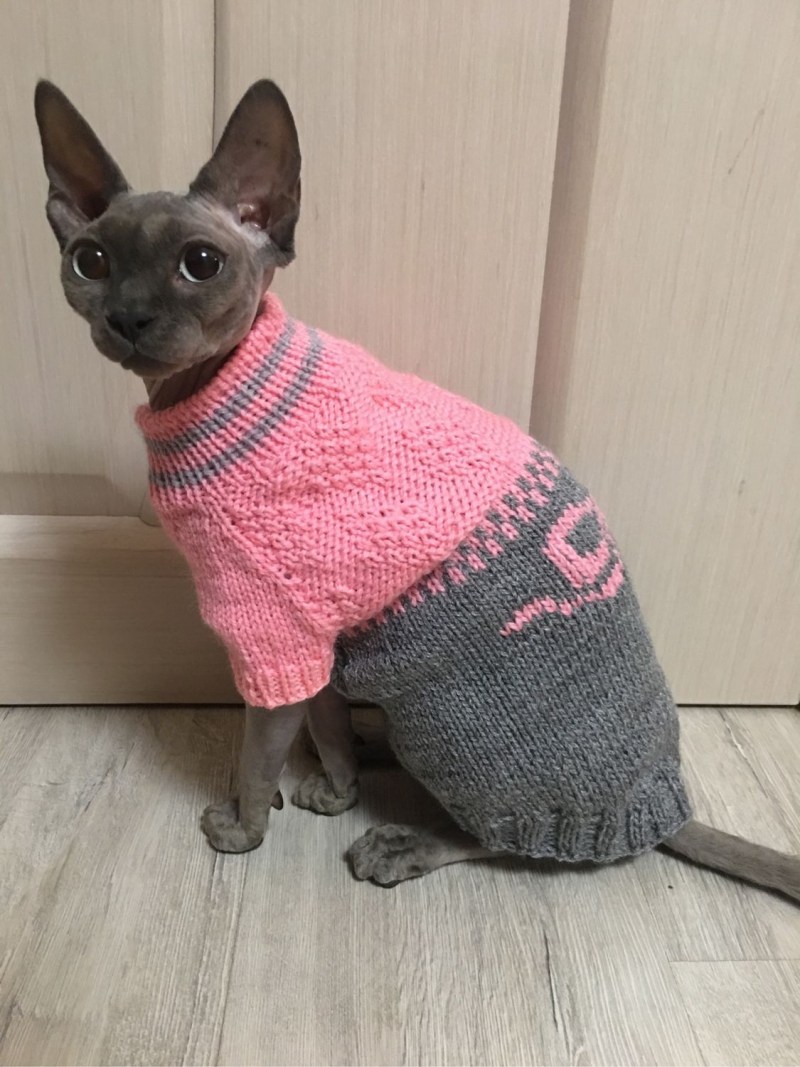 Одежда для кошек