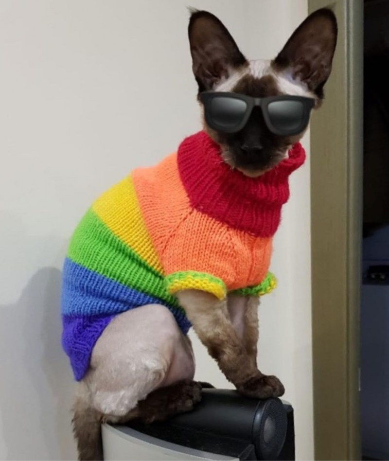 Одежда для кошек