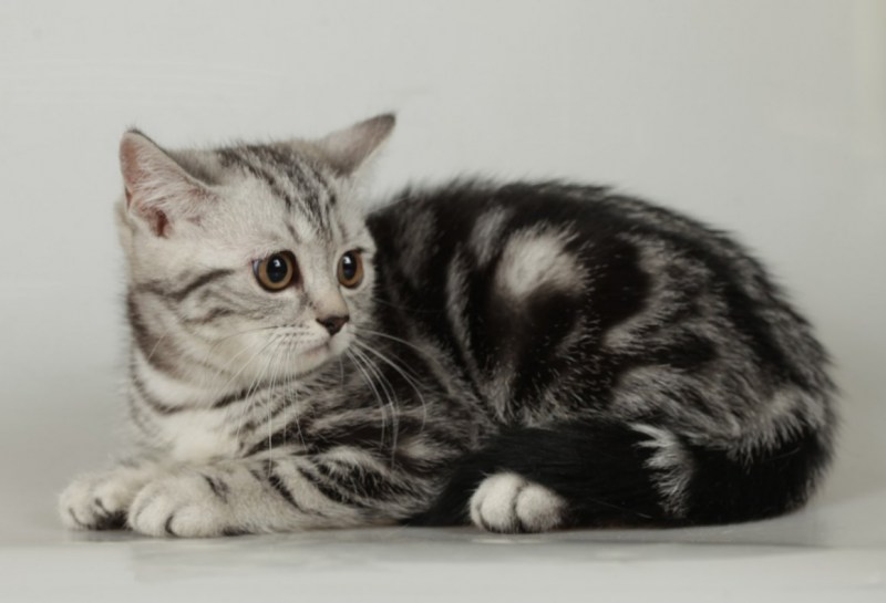 Скоттиш страйт кошка мраморная