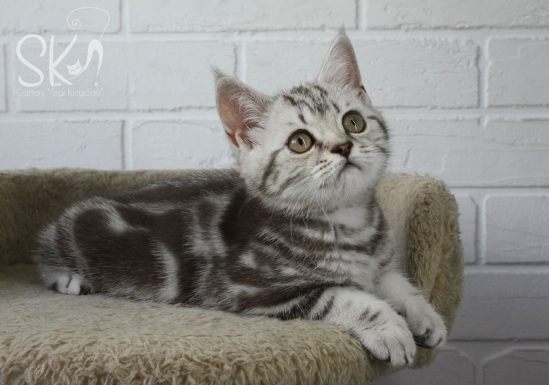 Шотландская прямоухая кошка мрамор