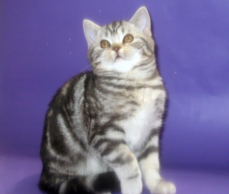 Шотландская прямоухая кошка мрамор