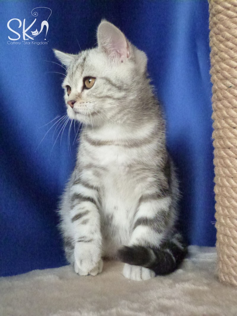 Шотландский кот вискас прямоухий