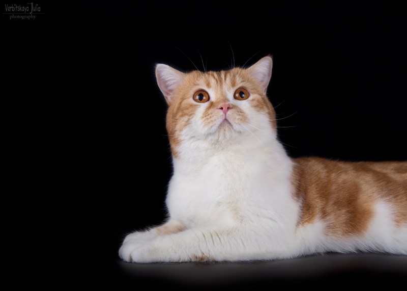 Шотландский скоттиш страйт мраморный