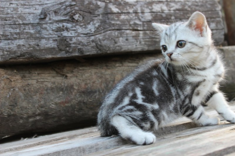 Шотландская мраморная кошка