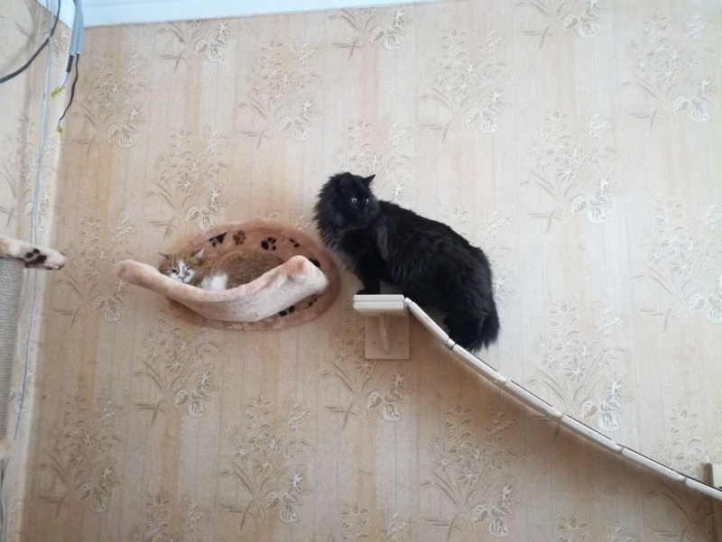 Гамак для кошек Trixie 43921 38х38 см