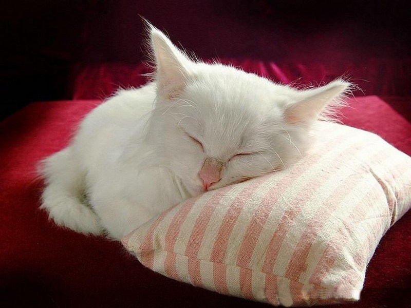 Кот спит на подушке