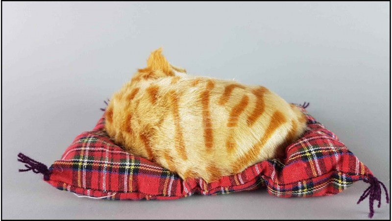 Котик спит