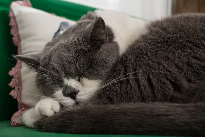 Котик спит на подушке