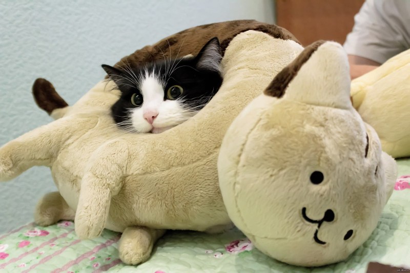 Японские кошки смешные