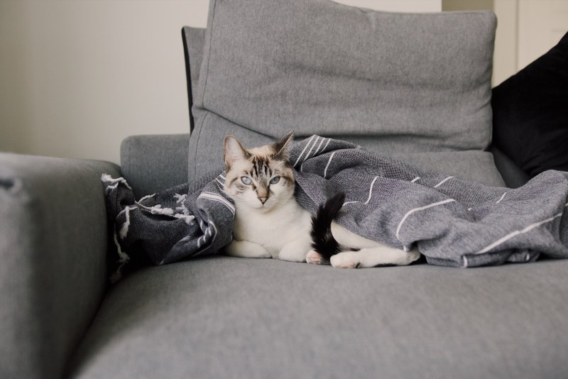 Long Cat lying