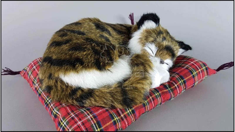 Шотландский котик спит