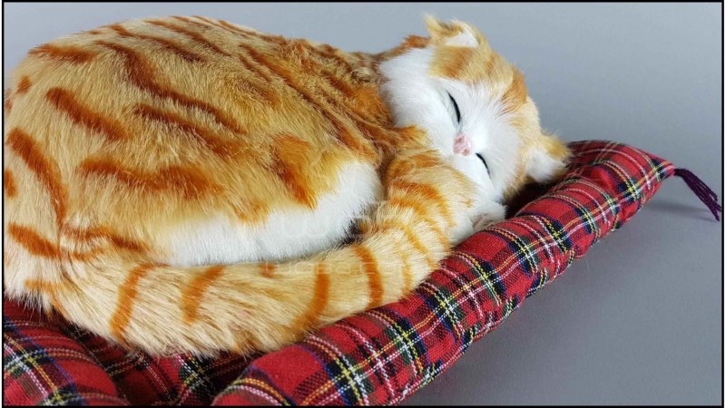 Кошка спит на подушке