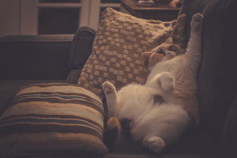 Котенок лежит на подушке