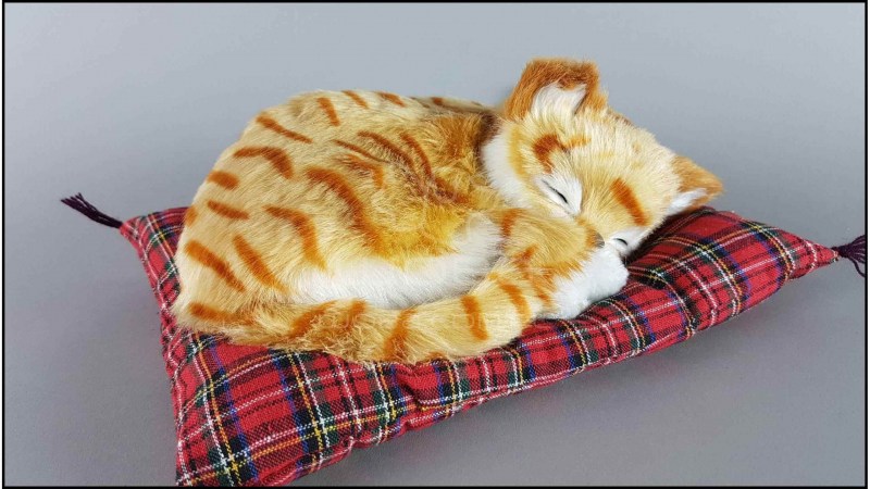 Кот спит на подушке