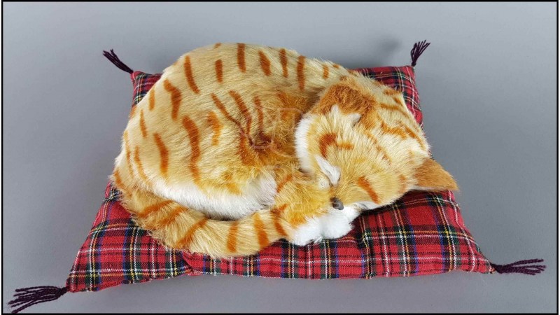 Спящий кот