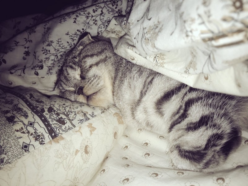 Спящий котик на подушке