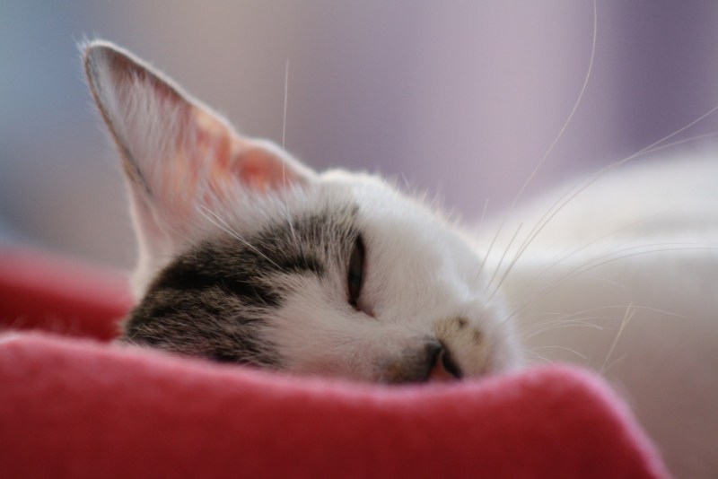 Подушечки для котят