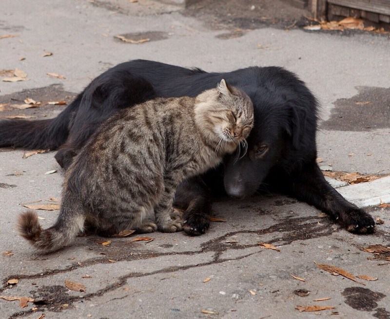 Кошки дерутся