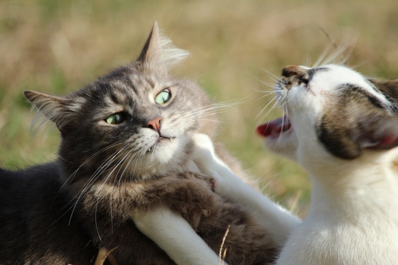Коты дерутся