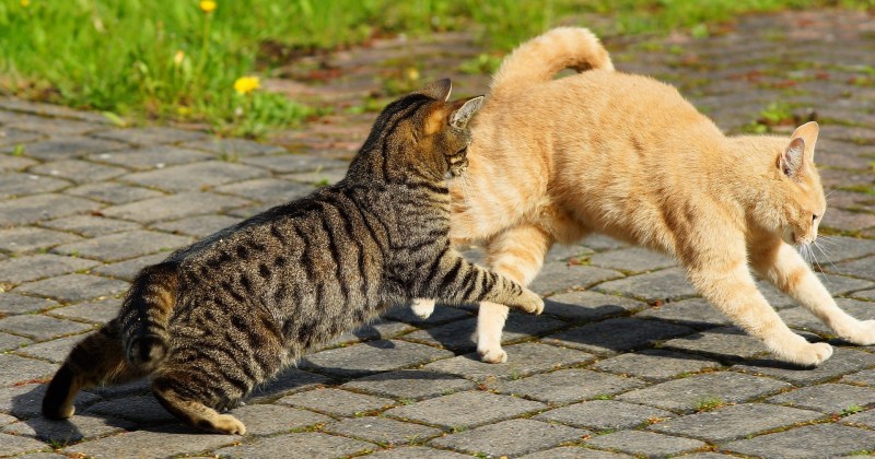 Драки диких котов