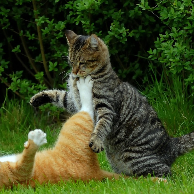 Коты дерутся прикол