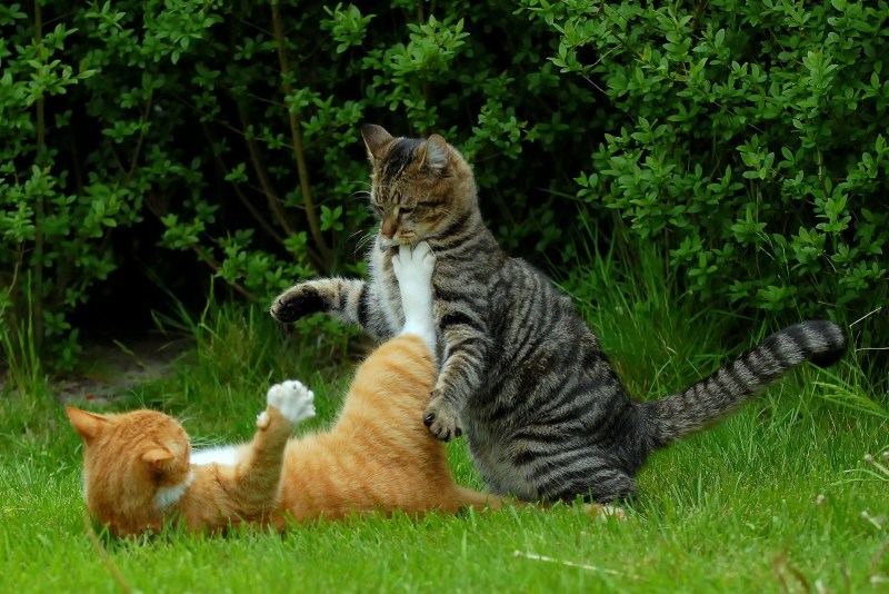 Коты дерутся