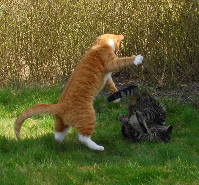 Коты дерутся