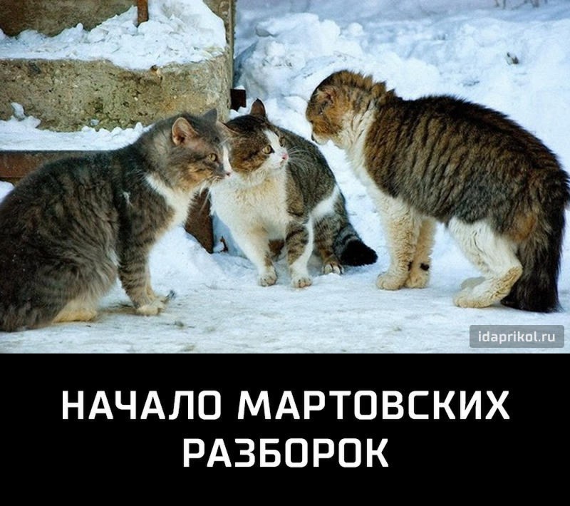 Коты дворовые дерутся
