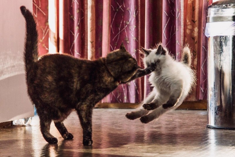 Котята дерутся