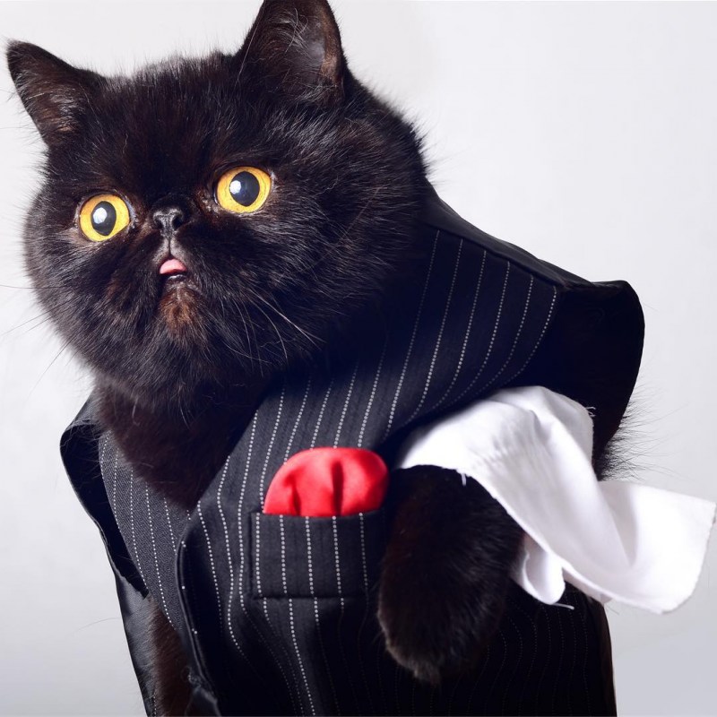 Деловой кот