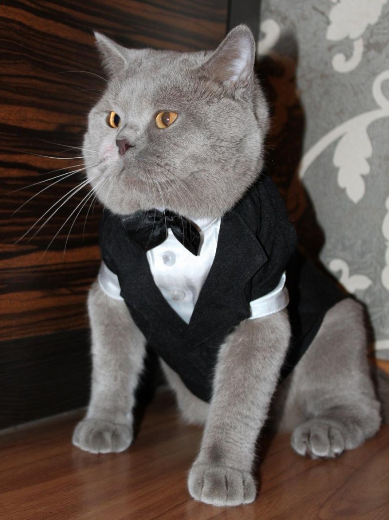 Британский кот в костюме