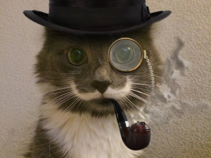 Коты в шляпах