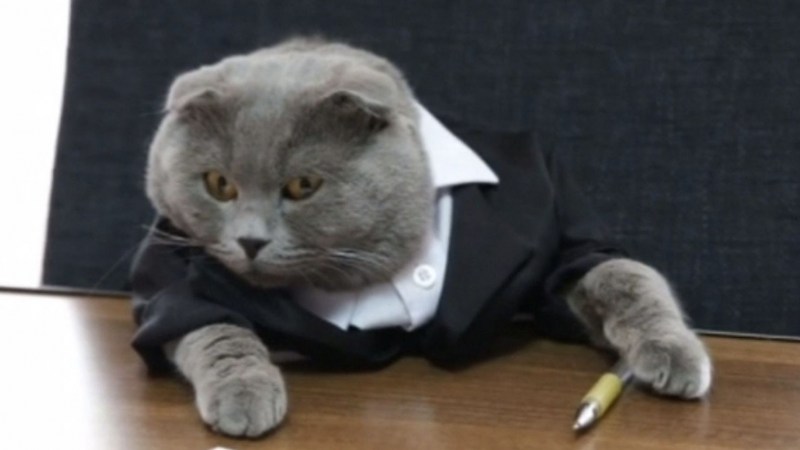 Кот в пиджаке и галстуке