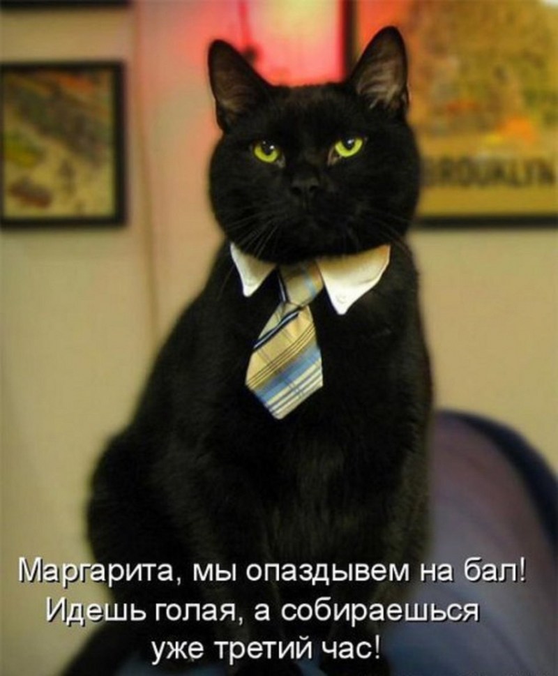 Кот в шляпе картина