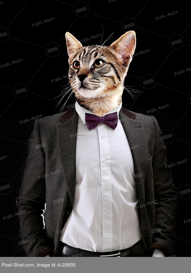 Котик в смокинге
