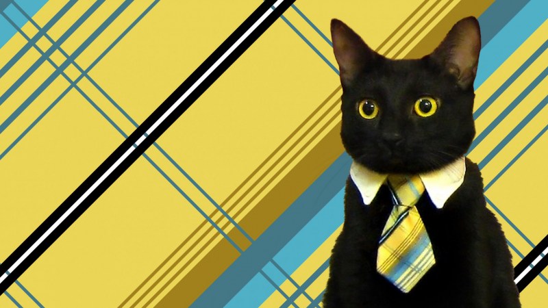Котик в шляпке