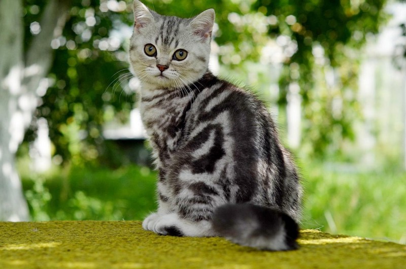 Мраморные котята